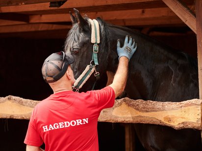 Mann pflegt Pferd in Stallung